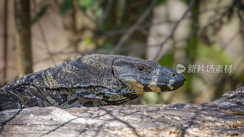 花边巨蜥(Varanus varius)